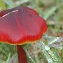 blackening-waxcap hygrocybe-conica